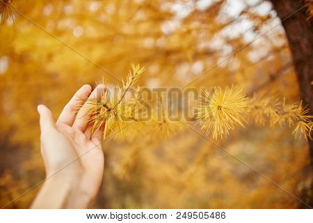 Hand Hold Golden Autumn With Yellow Trees In The Forest. Tree With Yellow Larch Needles In The Hands