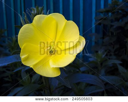 Summer Flowers, Yellow Oenothera On A Dark Background.