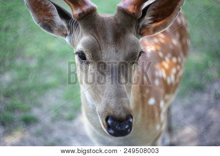 Animals - Portrait Sika Deer Cervus On A Green Background