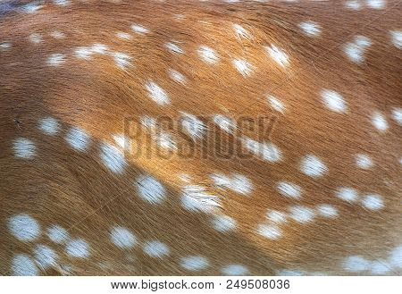Animals - Real Hair Skin Sika Deer Cervus Abstract Background