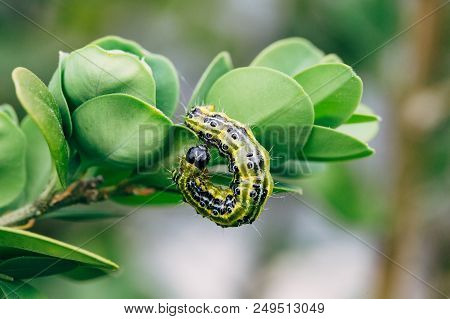 Cydalima Perspectalis, Know As Box Tree Moth.