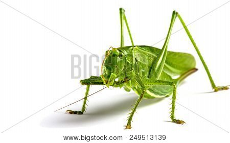 Big Green Grasshopper Isolated On White Background