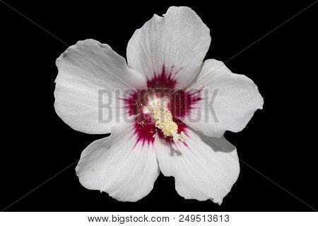 Hibiscus Syriacus White Rose Of Sharon 'red Heart' Isolated On Black