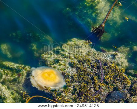Fried Egg Jellyfish