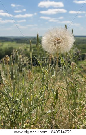 Huge White Dandelion In The Field. Vertical Photo.