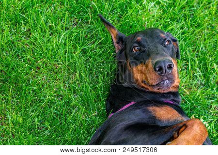 Funny Dog, Doberman Pinscher Lies On Grass