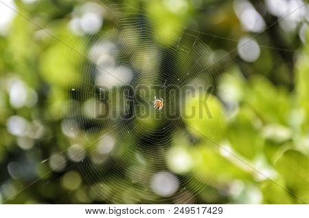 The Spider On Web Cobweb Closeup Background.