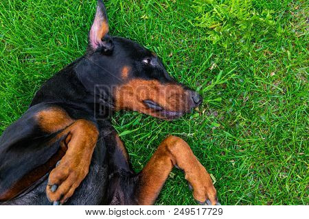 Funny Dog, Doberman Pinscher Lies On Grass