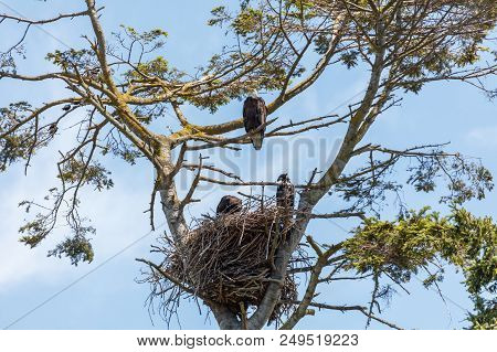 Bald Eagle And Eaglet Sit In Their Nest, Vancouver Bc Canada