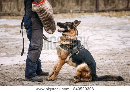 German Shepherd Dog Training. Biting Dog. Alsatian Wolf Dog. Deutscher, Dog