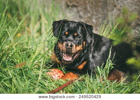 Funny Young Black Rottweiler Metzgerhund Puppy Dog Play In Green Grass In Summer Park Outdoor.