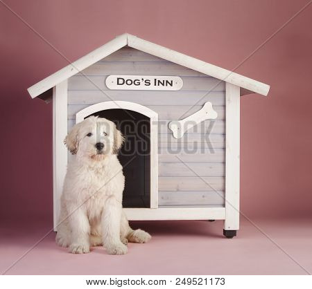 Russian Sheepdog Puppy In The Studio With Dog House