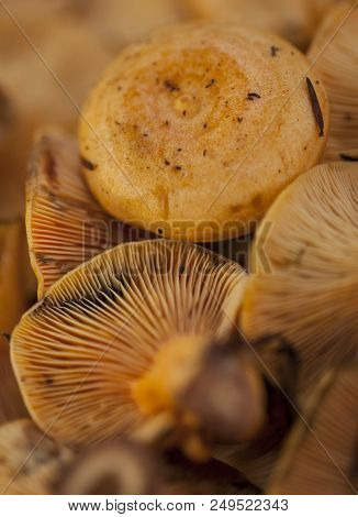 Robin, Mushroom Or Niscalo In A Market, Cap Milk Fungi