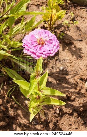 Mauve Tsiniya Blooming In The Flowerbed. Vertical Format