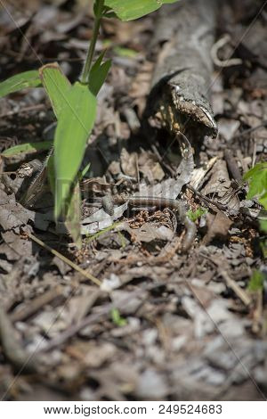 A Single Earthworm Crawling Around A Forest Floor