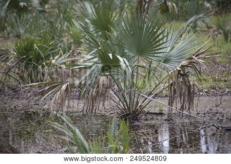Dwarf Palmetto Plants Growing In Shallow Swamp Water