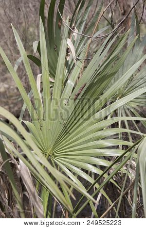 Extreme Close Up Of Dwarf Palmetto Plants In A Forest