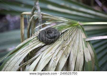 Juvenile Cottonmouth (agkistrodon Piscivorus), Also Known As A Water Moccasin, Curled On A Plant Fro