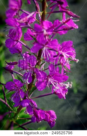 Willow-herb Pink Epilobium Flowers Of Fireweed Epilobium Or Chamerion Angustifolium In Bloom Ivan Te