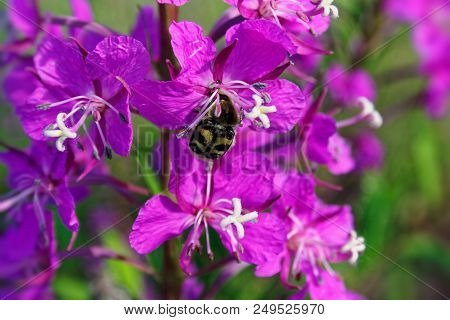 Willow-herb Pink Epilobium Flowers Of Fireweed Epilobium Or Chamerion Angustifolium In Bloom Ivan Te