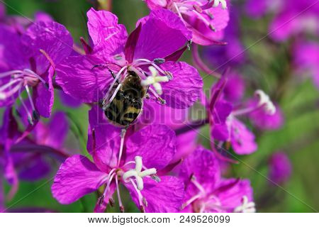 Willow-herb Pink Epilobium Flowers Of Fireweed Epilobium Or Chamerion Angustifolium In Bloom Ivan Te