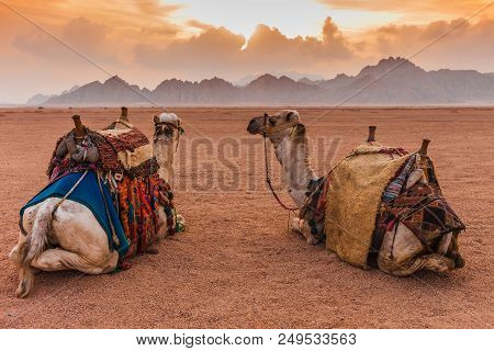 Two Camels Are In The Sinai Desert, Sharm El Sheikh, Sinai Peninsula, Egypt. Orange Beautiful Sunset