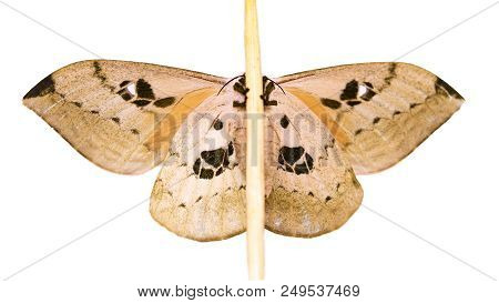 Automeris Excteta Moth From Mountains Of Mexico Is Sitting On A Wand. Underside. Automeris Moths Fly