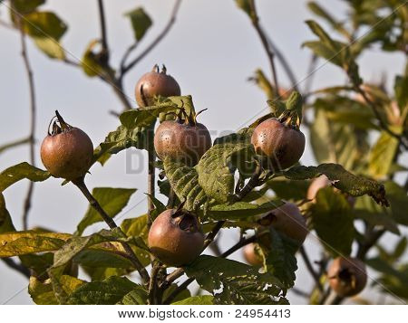 Medlar