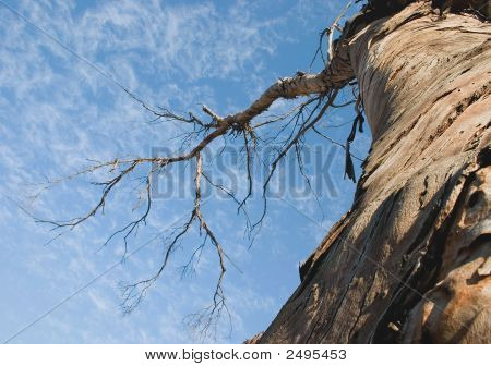 Skyward