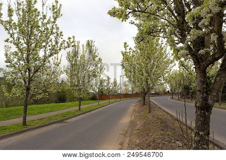 Tree Lined Street In Resideintial Neighborhood Housing Area In Portland Oregon During Spring Season