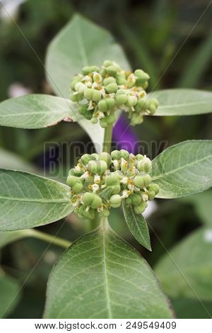 Close Up Euphorbia Heterophylla Plant In Natur Egarden