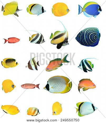 Tropical reef fish isolated. Butterflyfish, Bannerfish, Angelfish, Surgeonfish, Anthias fish on white background 