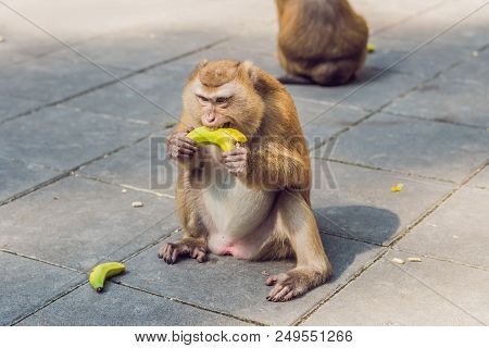 A Macaca Monkey, Khao Toh Sae Viewpoint On The Highest Hill In Phuket, Thailand.