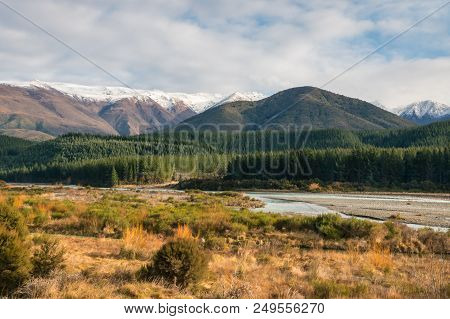 Pine Tree Forest At Wairau River In Winter, South Island, New Zealand