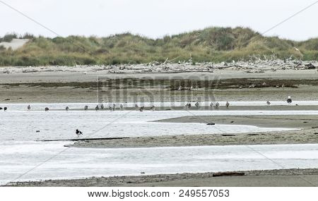 Landscape Image Of Birds Gathered At Kuku Beach Estuary, South Manawatu, Manawatu, New Zealand
