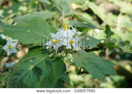 Close Up Solanum Torvum Flower In Nature Garden