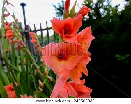 Photo Picture Of Beautiful Blooming Flower Background