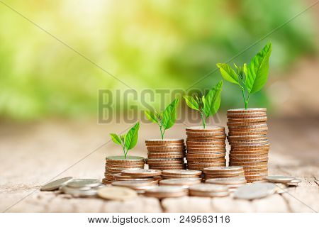 Tree Growing On Coins Stack With Sun Ray For Saving Money Concept