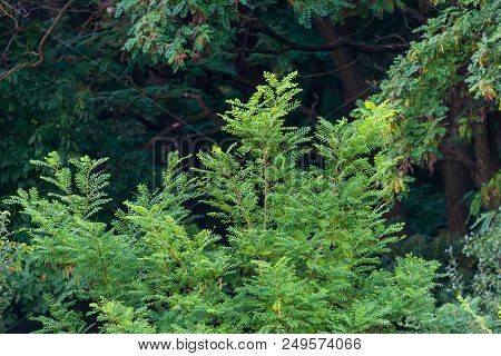 Beautiful Young Trees With Green Leaves In Summer In Sunny Weather.