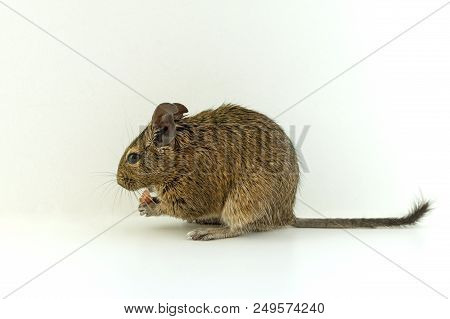 Close-up Of Chilean Squirrel Degu, On White Background