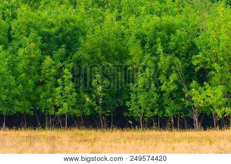 Beautiful Young Trees With Green Leaves In Summer In Sunny Weather.