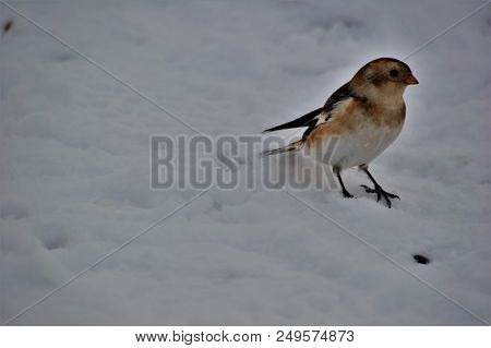 Snow Bunting On Mountain Track Ascending Ben Nevis