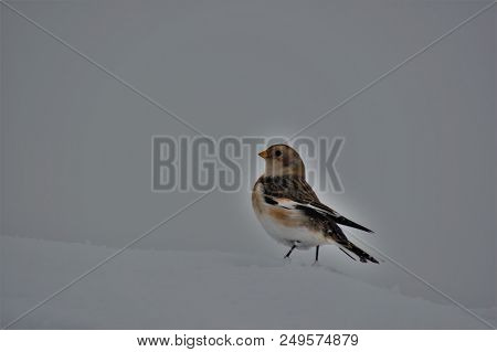 Snow Bunting On The Mountain Track, Ben Nevis