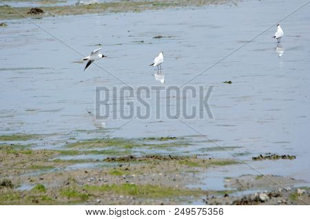 Black Headed Gulls At Langstone Harbour, Hampshire, Uk South Coast,