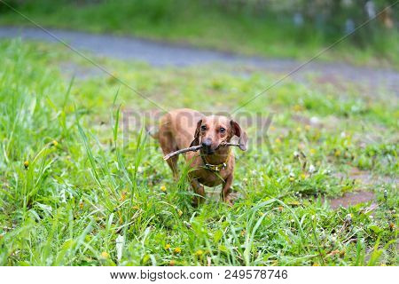 Dog Is Running With A Stick. Dog Breed Standard Smooth-haired Dachshund, Bright Red Color, Female.