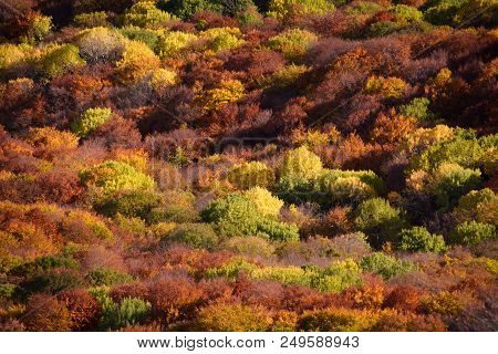 Autumn Beech Forest. Mountain Range Demerdzhi, The Republic Of Crimea.