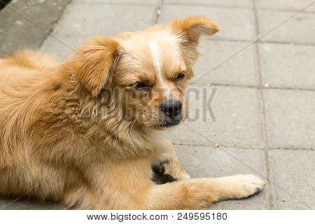 Small Dog Lay On A Footpath And Thinking About Bone