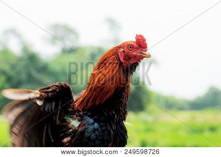 Chicken Are Wing In Farm With The Sky.
