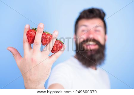 Strawberry Packed With Vitamin C Fiber Antioxidants. Man Beard Hipster Strawberries Between Fingers 