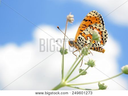 Beautiful Butterfly On A Meadow.  Brush-footed Butterflies. Copy Spaces.